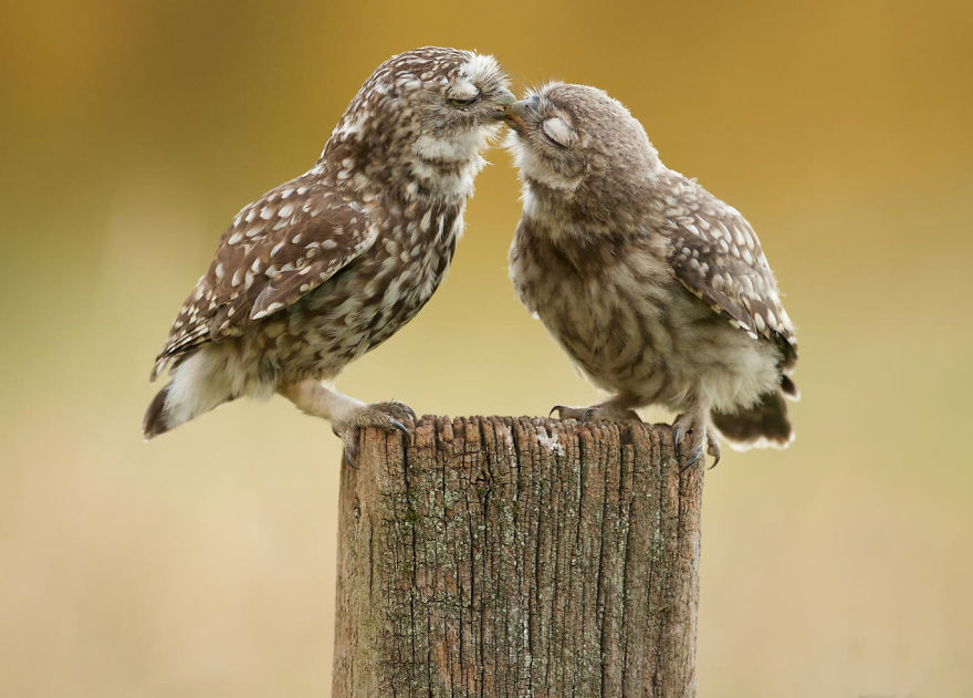 cute-animals-kissing-valentines-day-12__880