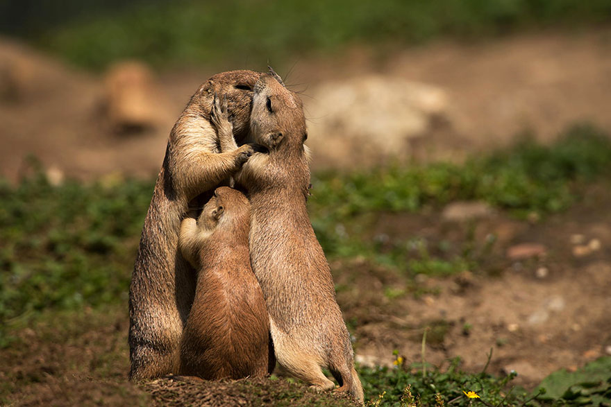 cute-animals-kissing-valentines-day-25__880
