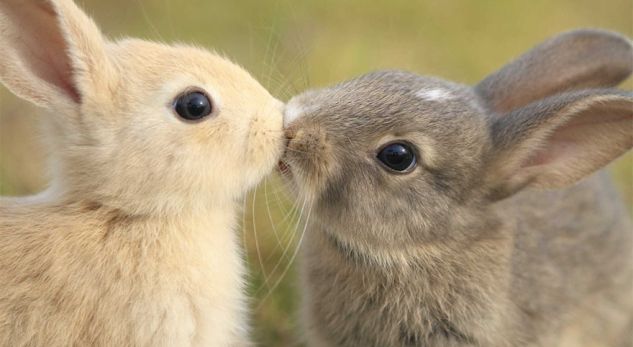 cute-animals-kissing-valentines-day-60-880
