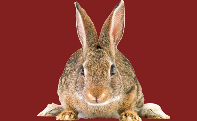 rabbit-640x395