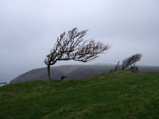 wind-sculpted_trees_on_the_pembrokeshire_coast_-_geograph-org-uk_-_298264